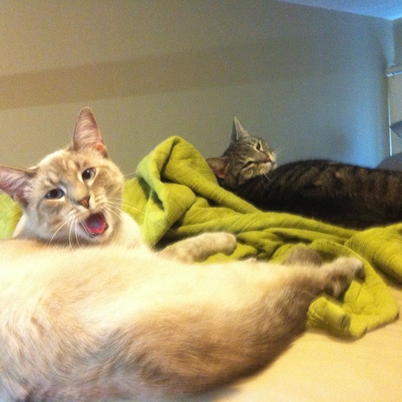 Meet your Posher, Cassie - Picture 7 of 15